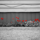 The selective colour edit